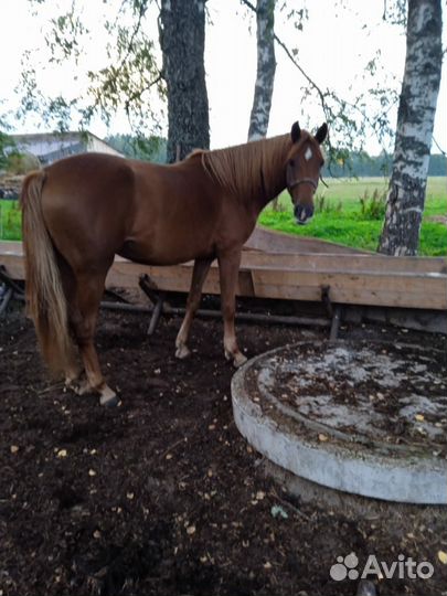 Кобыла,телка,корова