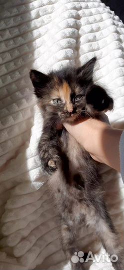 Кошка (девочка)