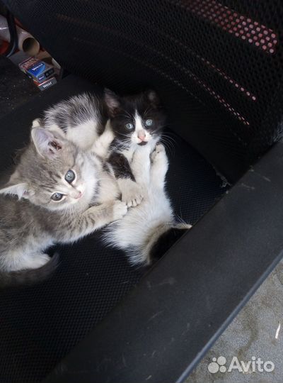 Котята в добрые руки даром бесплатно