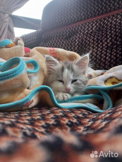 Котята в дар