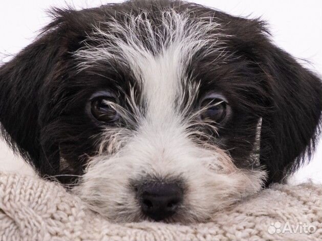 Лучшие От Чемпионов щенки Джек Рассел