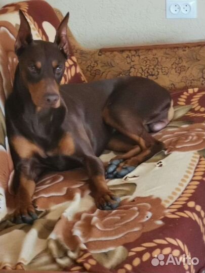 Доберман(вязка )