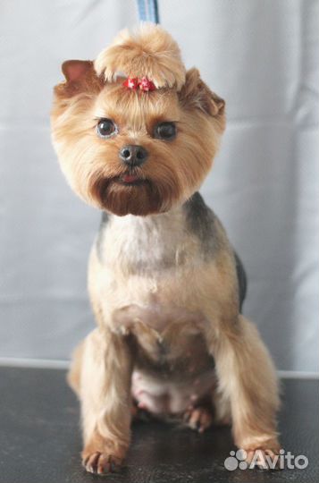 Стрижка собак и кошек. Подробности в объявлении