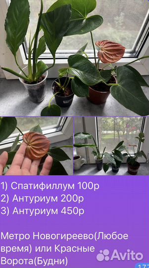 Черенки моих растений