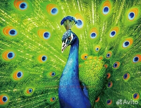 Алмазная мозаика 40x50 Королевский