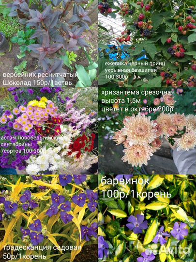 Многолетники для сада, комнатные растения