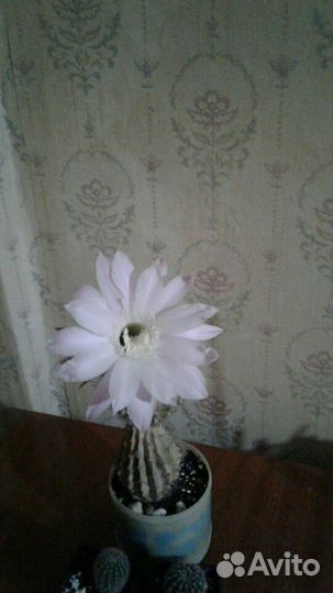 Кактус эхинопсис. Детки