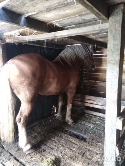 Продам жеребца