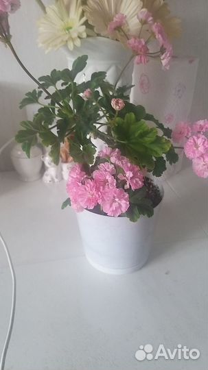 Пеларгонии сортовые