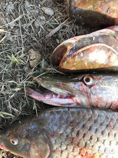 Рыбалка астрахань