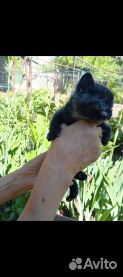 Котята отдам бесплатно