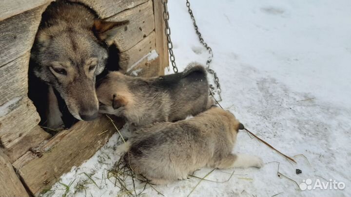 Щенки лайки зсл