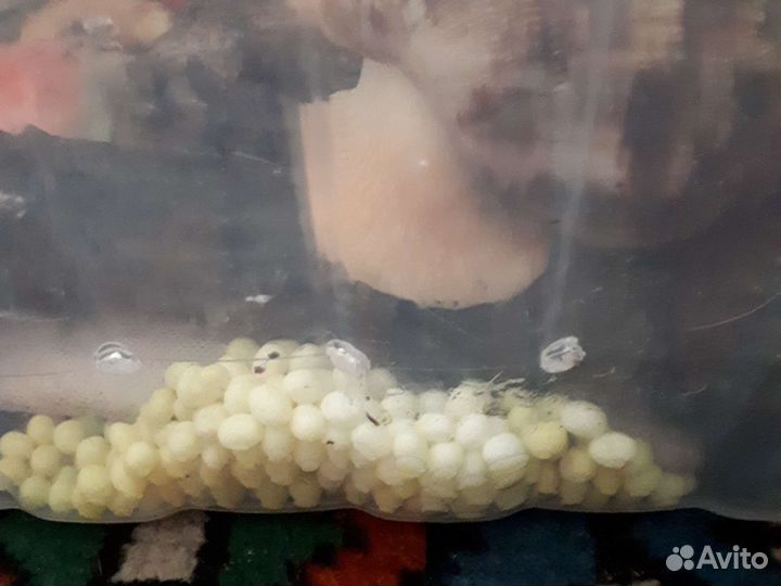 Улитки ретикулята