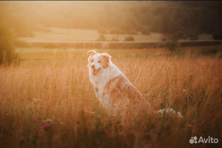 Бордер колли