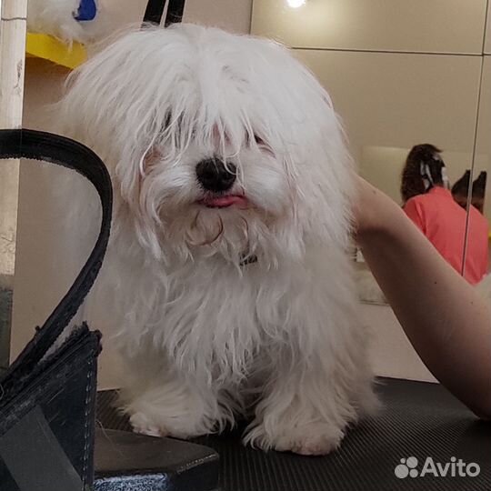 Груминг грумер стрижка собак