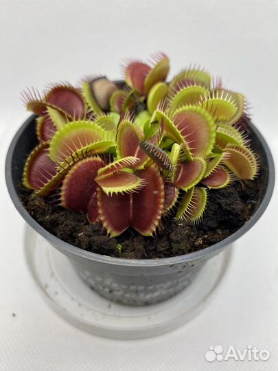 Хищные растения (Венерина мухоловка)