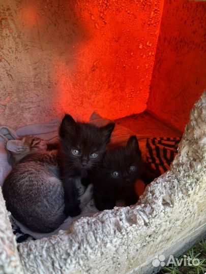 Кошка в дар бесплатно