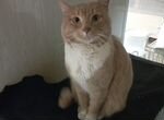 Найден кот, рыжий домашний Москва