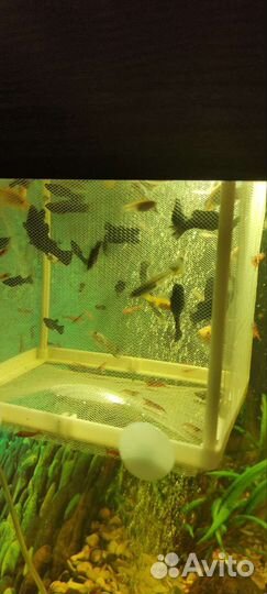 Аквариумные рыбки моллинезии, улитки пикси и хелен