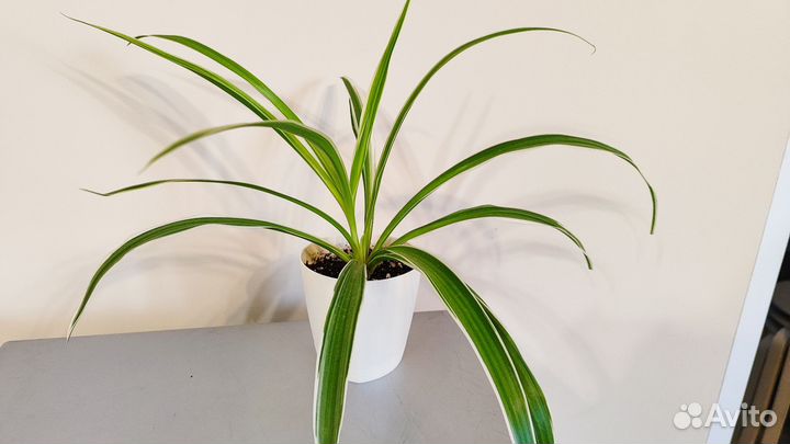 Спатифиллум, хлорофитум, фикус Бенджамина