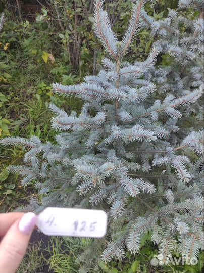 Ель голубая 125-175 см