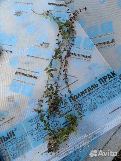 Бересклет форчуна