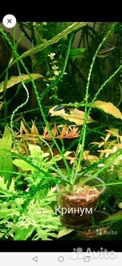 Аквариумные растения