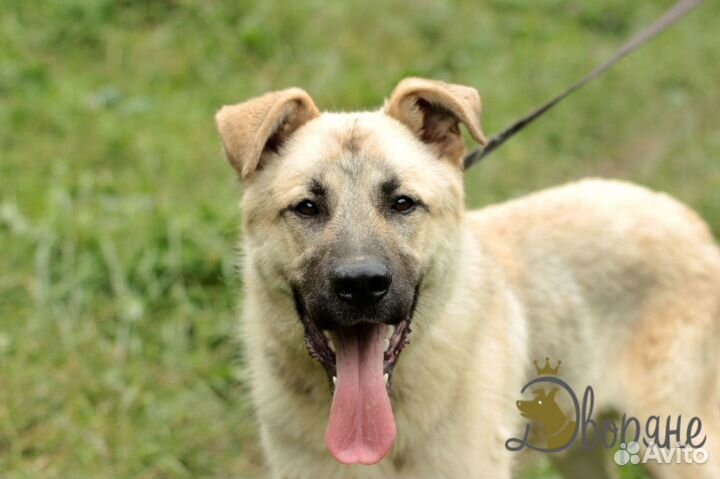 Замечательный пес Грей