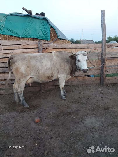 Продаются 2 каровы