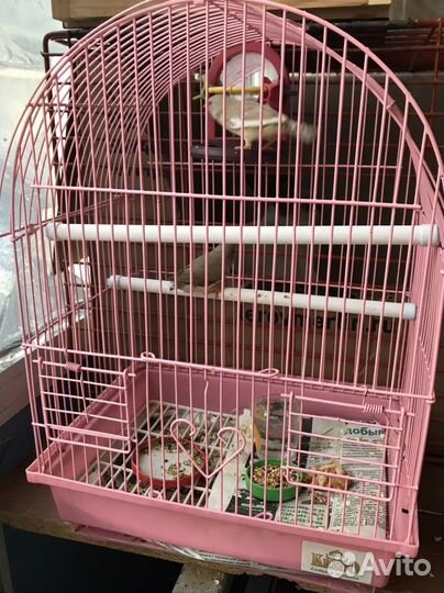 Певчие амадины с клеткой