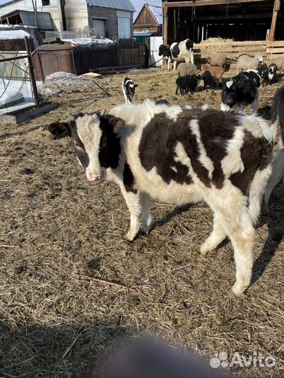Продам телочек