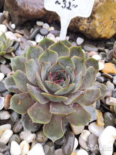 Уличные суккуленты