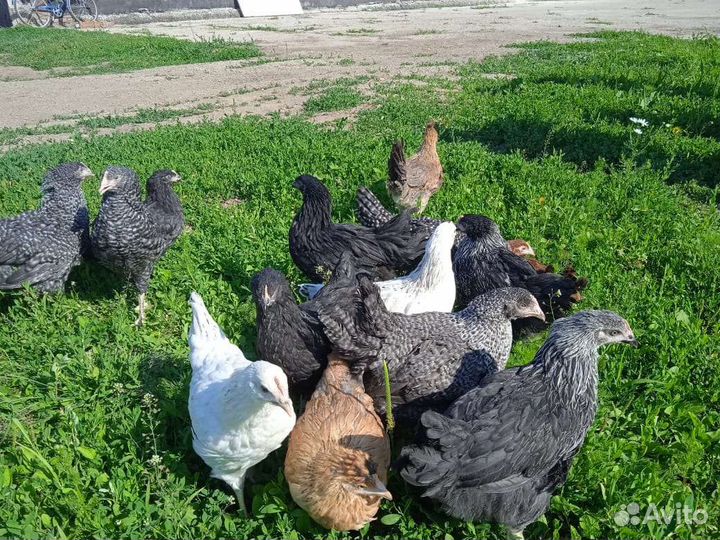 Продажа кур- молодок и кур несушек