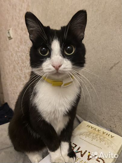 Отдам в добрые руки кошек