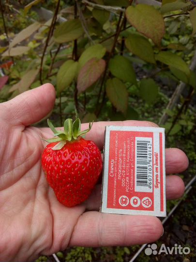 Клубника, малина взрослые кустики