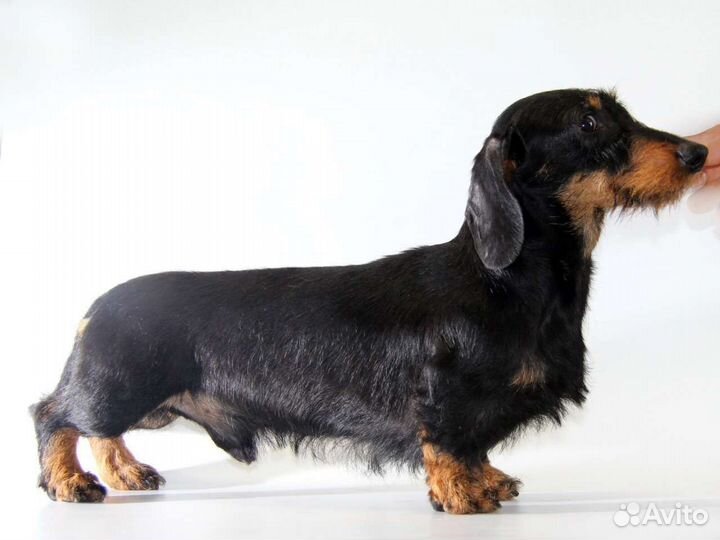 Миниатюрная такса