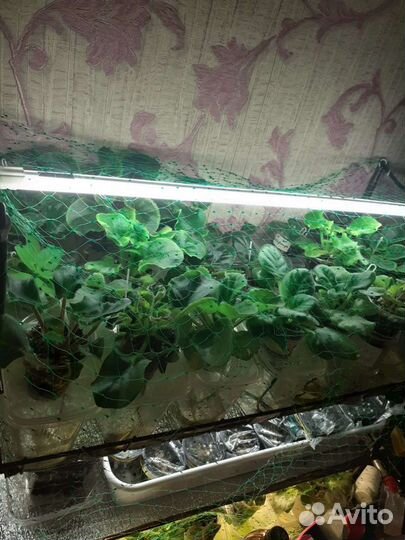 Детки фиалок