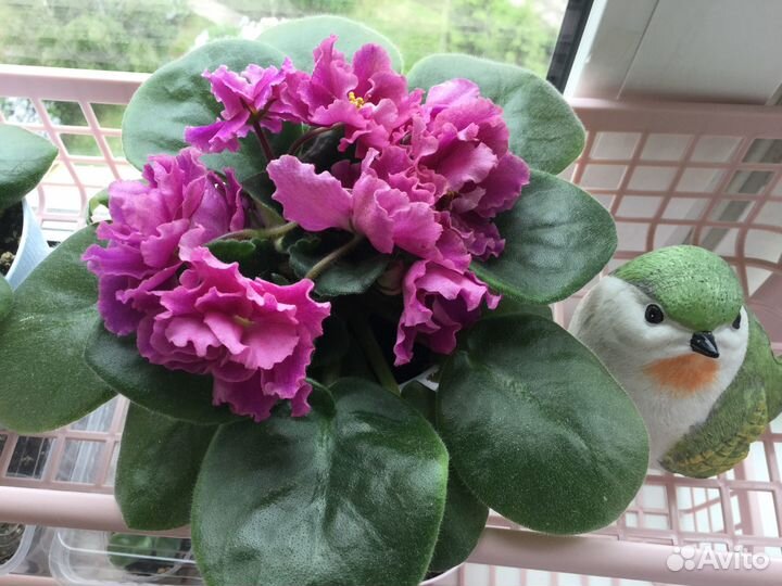 Детка фиалки малиновый йогурт