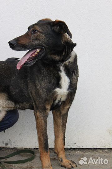 Супер пес в добрые руки