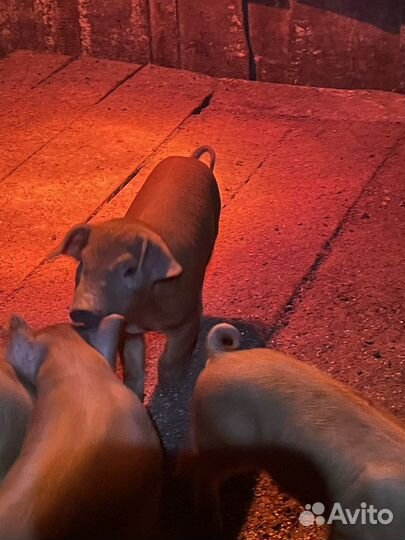 Поросята породы Дюрок