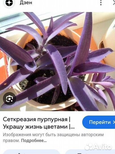 Традесканция фиолетовая