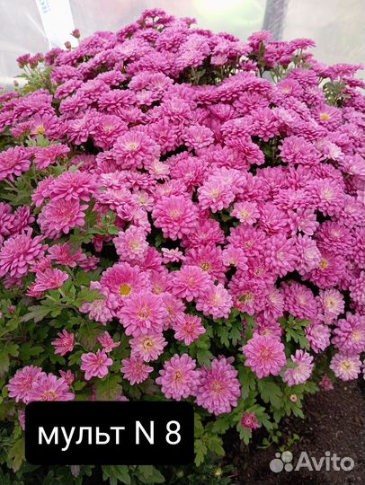 Укорененные черенки хризантемы мультифлора