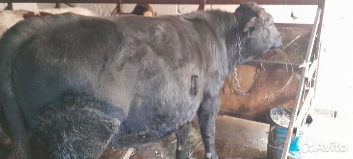 Скотина бык абердин-ангус