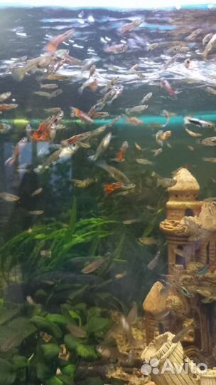 Рыбки гуппи