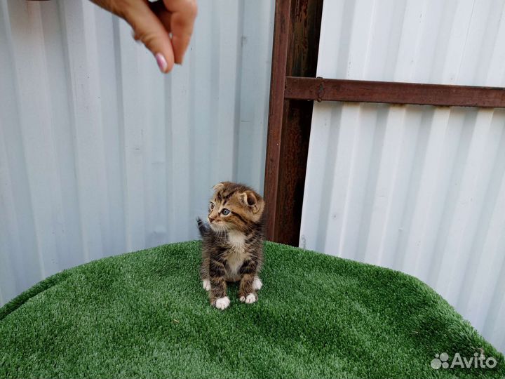 Комочек счастья