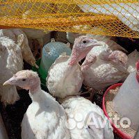 Мясо индейки,домашнее,деревенское