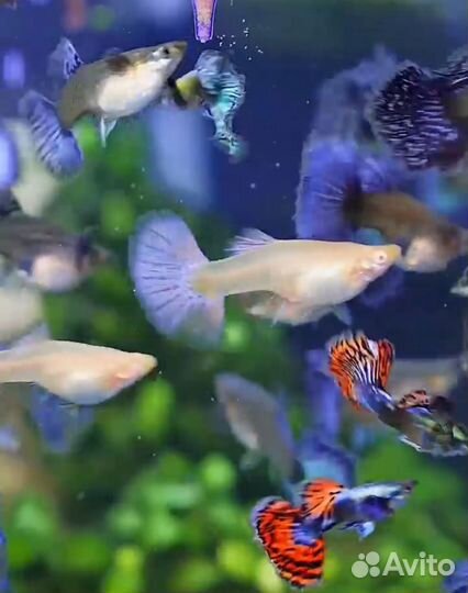 Аквариумные рыбки