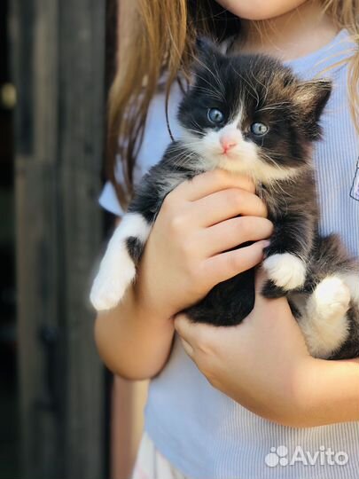 Отдам в добрые руки котят