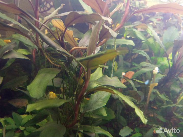 Буцефаландры