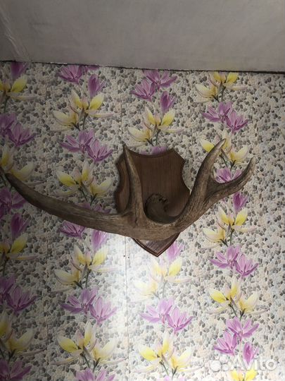Рога лося на медальоне